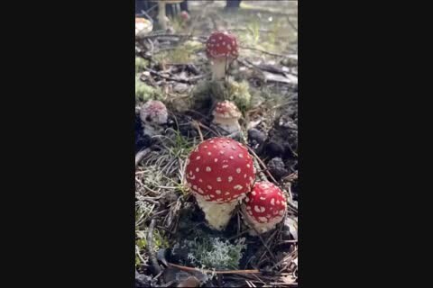 ����-���, �������, �����, ������� � ��������� �����