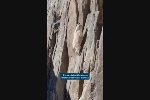 ��� ���� �641 �������������