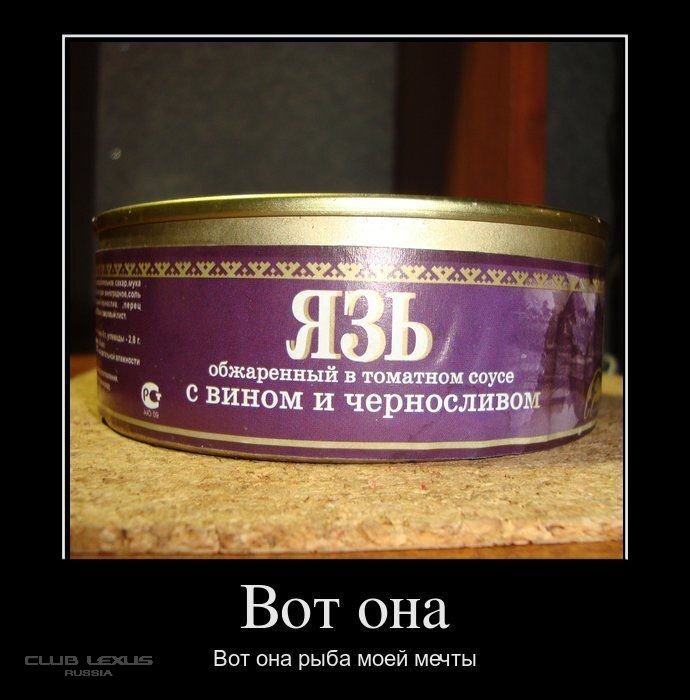 И что вот она. Смешные консервы. Прикольные весенние коты. И что вот она. И что вот она.