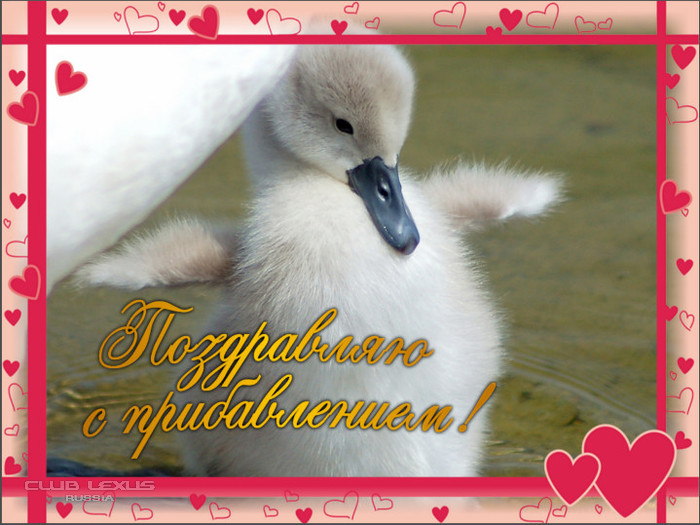Поздравляю с племянницей картинки