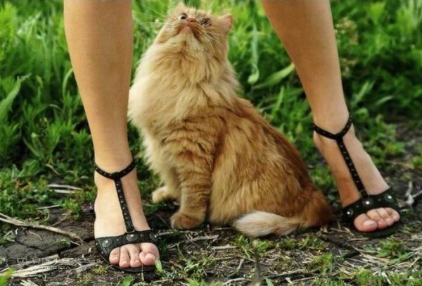Это не тунец мем с котом кошечки